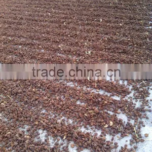 Spice/ Organic Star Aniseeds thumbnail-4