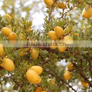 Argan Oil thumbnail-2