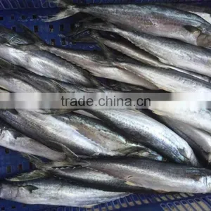 Sea Frozen Fresh Spanish Mackerel For Sale thumbnail-1