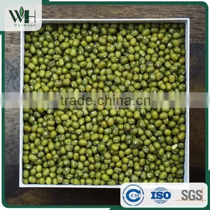 AMA Certified Green Mung Bean thumbnail-1