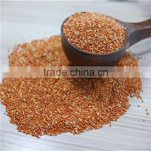 Well Chosen Yellow Millet in Husk thumbnail-1