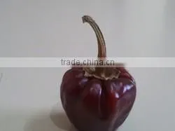 Round Chilli From SouthIndia thumbnail-2