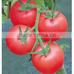 Hybrid F1 Indeterminate Growth Cold Resistance Good Firmness Pink Heirloom Tomatoes Seeds For Growing- New Noble thumbnail-1