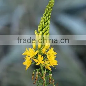 Bulbine Natalensis Extract thumbnail-1