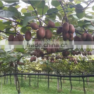 Yellow Powdered Fulvic Acid Fertilizer in Agriculture thumbnail-4