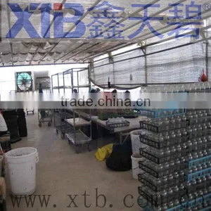 Commercial Greenhouse for Agriculture thumbnail-6