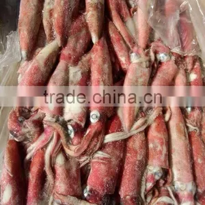 Loligo Squid Sale thumbnail-2