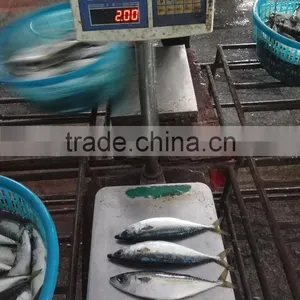 New Fish Frozen WR Pacific Mackerel Seafood thumbnail-4