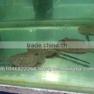 Freshwater Stingray for Sale and Export thumbnail-1