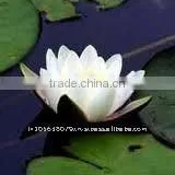 Lotus Oil Indian thumbnail-1