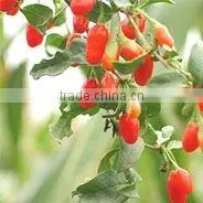 Organic Dried Goji Berry thumbnail-1
