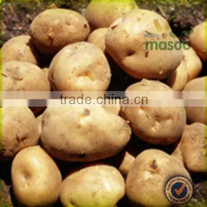 Wholesale Fresh Russet Potatoes thumbnail-1