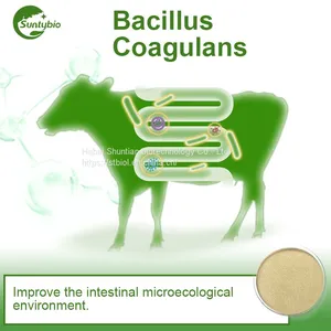 Bacillus Coagulans thumbnail-2
