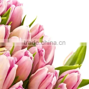 Professional Supply Tulip Flower Rainbow Color Fresh Cut Flowers From Kunming,China thumbnail-4