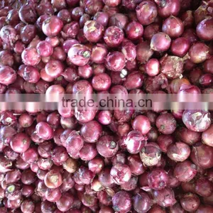 Fresh Onion Red Onion Dry Onion thumbnail-2
