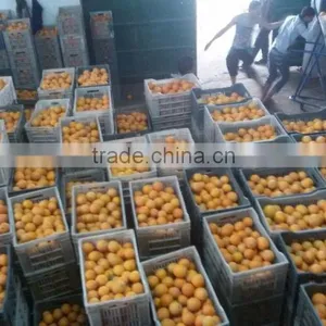 Fresh Egyptian Valencia Orange thumbnail-1