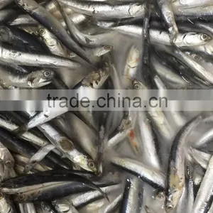Frozen Anchovy thumbnail-1