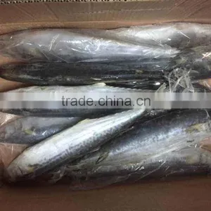 Whole Frozen Spanish Mackerel thumbnail-4