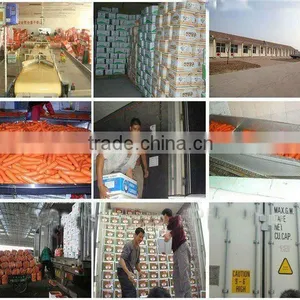 Fruit and Vegetables thumbnail-1