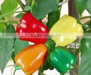 Colour Bell Pepper thumbnail-1