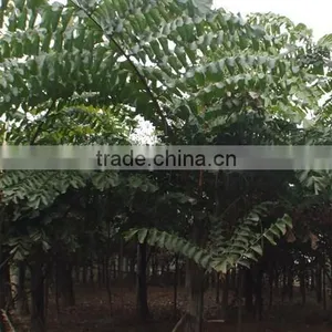 Wholesale Outdoor Decrotive Landscaping Ornamental Palm Caryota Urens L thumbnail-5