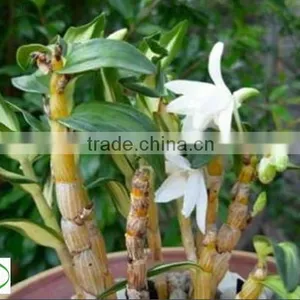 Dendrobium Seedling Nursery thumbnail-3
