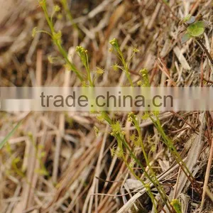 Drosera Peltata thumbnail-1