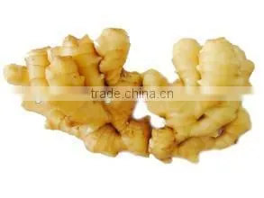 New 2016 Fresh Ginger for Overseas From Shandong thumbnail-3
