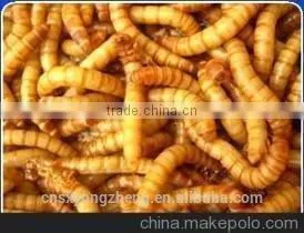 Wild Bird Pet Food Yellow Dried Mealworms ;Dried Mealworms for Bird thumbnail-2