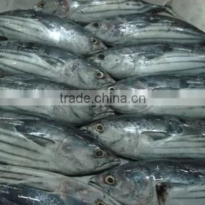 Katsuwonus Pelamis thumbnail-2