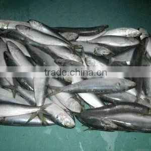 Sardinella Aurita for Bait Frozen Sardines thumbnail-4