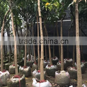 Mangifera Indica ( Mango Tree ) Tropical Plants thumbnail-1