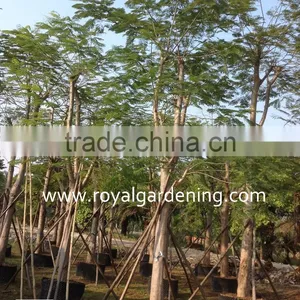 Delonix Regia, Royal Poinciana, Flame Tree thumbnail-1