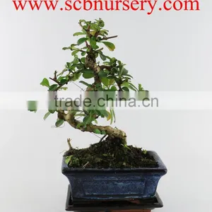 Carmona 15cm Art thumbnail-1
