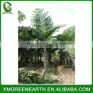 Caryota Urens Palms (2) thumbnail-1