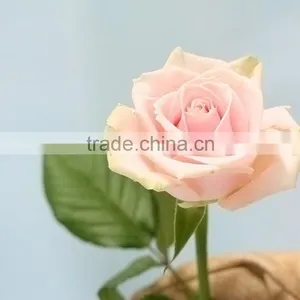 New Pink Avalache Flower Pink/red Artificial Roses thumbnail-4