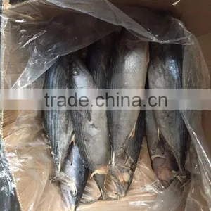Frozen 1.5kg up Belted Bonito ( Sarda Orientalis) thumbnail-3