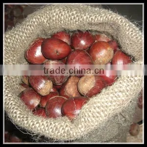 Supply New Harvest Fresh Chestnut , Wholesale Price thumbnail-1