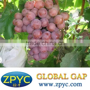 Fresh Yunnan Red Grape thumbnail-1