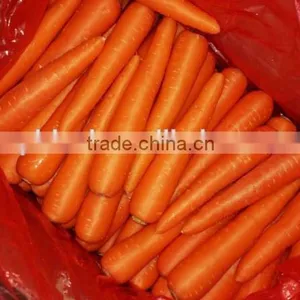 Supplier Bulk Carrot Sale Carrot Price thumbnail-2