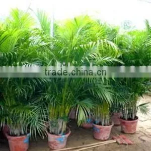 Chrysalidocarpus Lutescens Yellow Butterfly Palm thumbnail-1