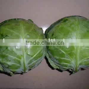 Fresh Cabbage thumbnail-1