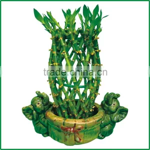 Pineapple Shape Cage Shape Lucky Bamboo Air Bonsai Tree Dracaena Sanderiana Indoor Aquatic Plants Nursery Garden Decoration thumbnail-1