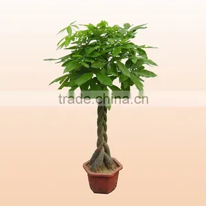 International Flowers Mini Money Tree Bonsai Made in China thumbnail-4