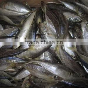 High Quality Horse Mackerel(Decapterus Maruadsi) thumbnail-1