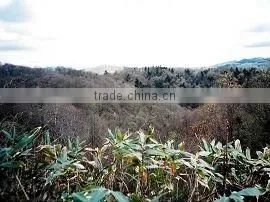Hokkaido Iwamizawa Forestland thumbnail-1