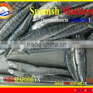 FROZEN SPANISH MACKEREL W/R thumbnail-1