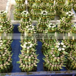 Lucky Bamboo ( Dracaena Sanderiana) 3 Layers thumbnail-2