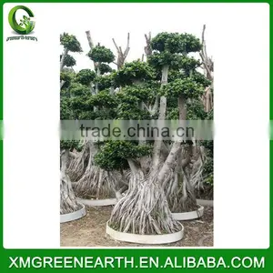 Ficus Microcarpa Multiroots 2m (2) thumbnail-3