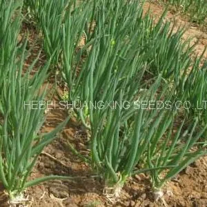 Hot Sell Hybrid Vegetable for Resistance Scallion Seeds Green Chinese Onion Chinese Shallot Seeds thumbnail-4